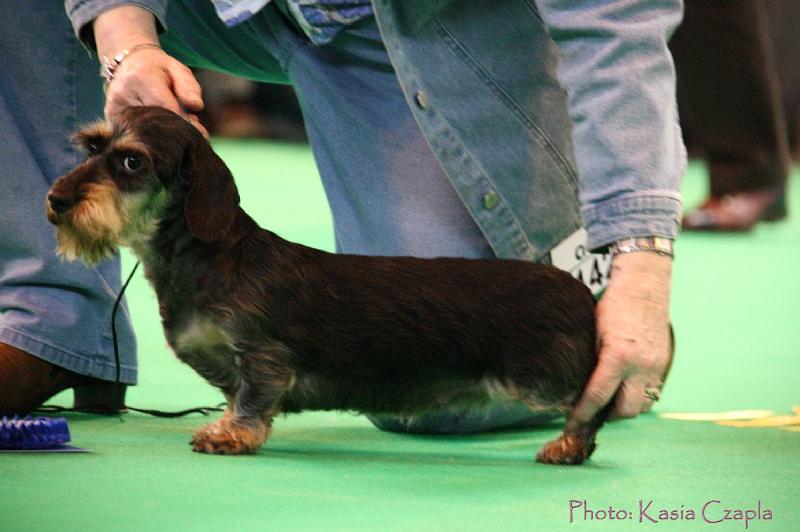 Crufts2011_2 1570.jpg